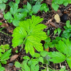 Hydrophyllum virginianum