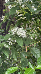 Pavetta hongkongensis