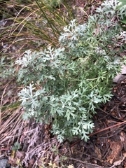 Artemisia michauxiana