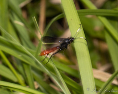Protichneumon