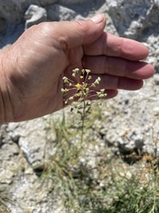 Cleomella parviflora