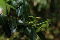 Cinnamomum virens