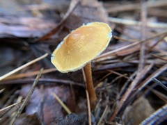 Cystoderma