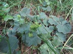 Alchemilla mollis
