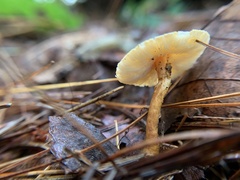Cystoderma