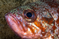 Sebastes miniatus