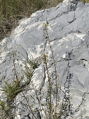 Cleomella parviflora