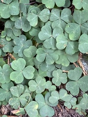 Oxalis oregana