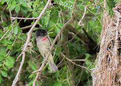 Pachyramphus aglaiae