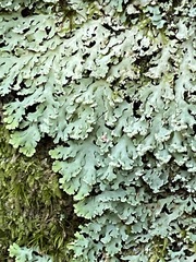 Heterodermia albicans