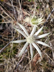 Actinotus helianthi