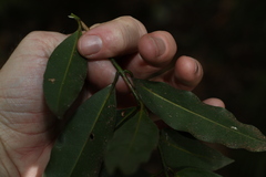 Cinnamomum virens