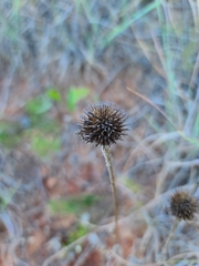 Echinacea