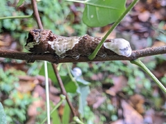 Heraclides cresphontes