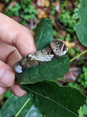 Heraclides cresphontes