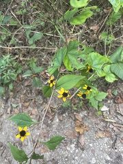 Rudbeckia