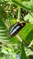 Adelpha