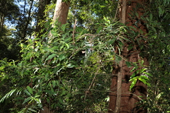 Cinnamomum virens