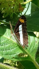 Adelpha