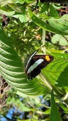 Adelpha