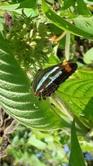 Adelpha