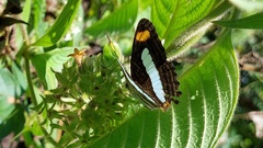 Adelpha