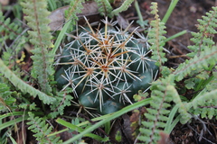 Coryphantha ottonis