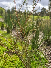 Leptospermum continentale