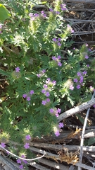 Glandularia gooddingii