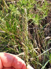 Tridens albescens