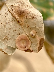 Andricus pattersonae