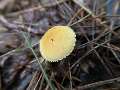 Cystoderma amianthinum