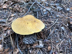 Suillus tomentosus