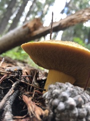 Suillus tomentosus