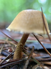 Cystoderma amianthinum