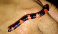 Geophis semidoliatus