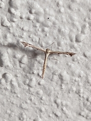 Platyptilia carduidactylus