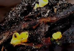 Phaeohelotium baileyanum