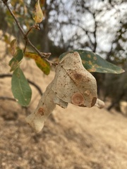 Andricus pattersonae