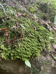 Trichocolea tomentella