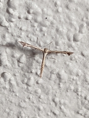 Platyptilia carduidactylus