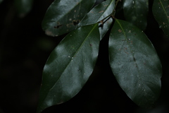 Endiandra muelleri muelleri