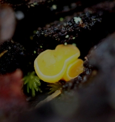 Phaeohelotium baileyanum
