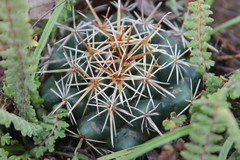 Coryphantha ottonis
