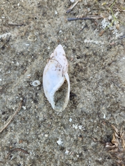Euglandina rosea