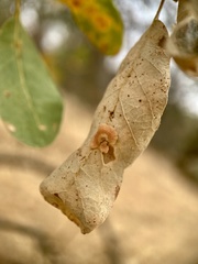 Andricus pattersonae