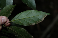 Endiandra muelleri muelleri