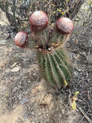 Melocactus intortus