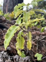 Pittosporum eugenioides