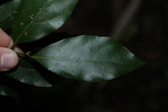 Endiandra muelleri muelleri